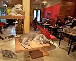 CAT CAFE'