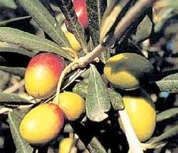 olive biancolilla