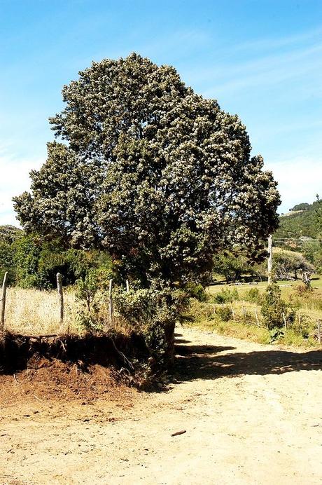 Albero di Ulmo