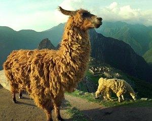 machu-picchu-animals