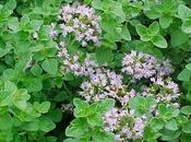 Oggi nella rubrica: Origano pianta aromatica multitasking