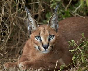 Caracal