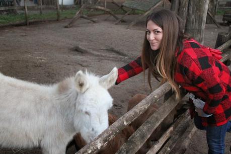 La Fattoria Degli Animali