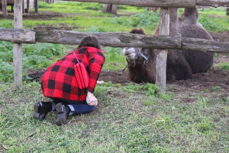 La Fattoria Degli Animali