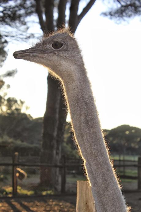 La Fattoria Degli Animali