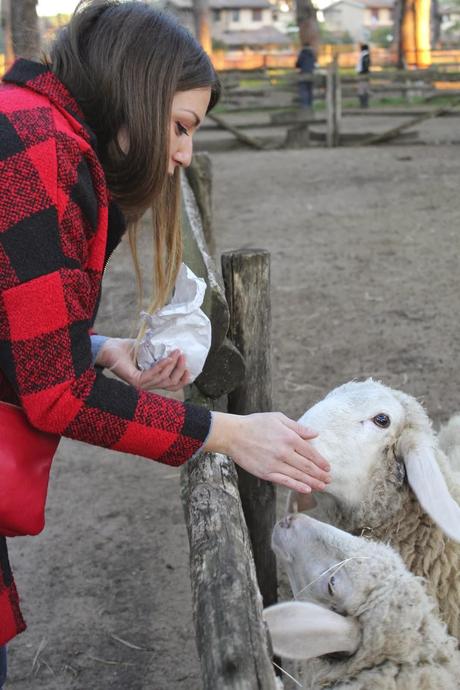 La Fattoria Degli Animali