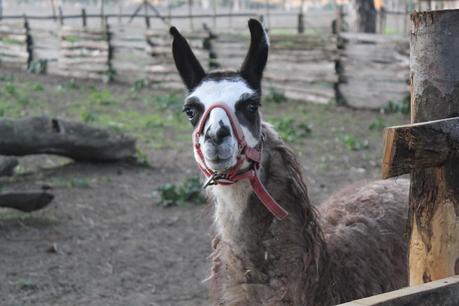 La Fattoria Degli Animali