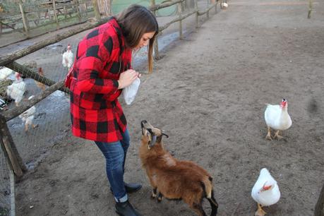 La Fattoria Degli Animali