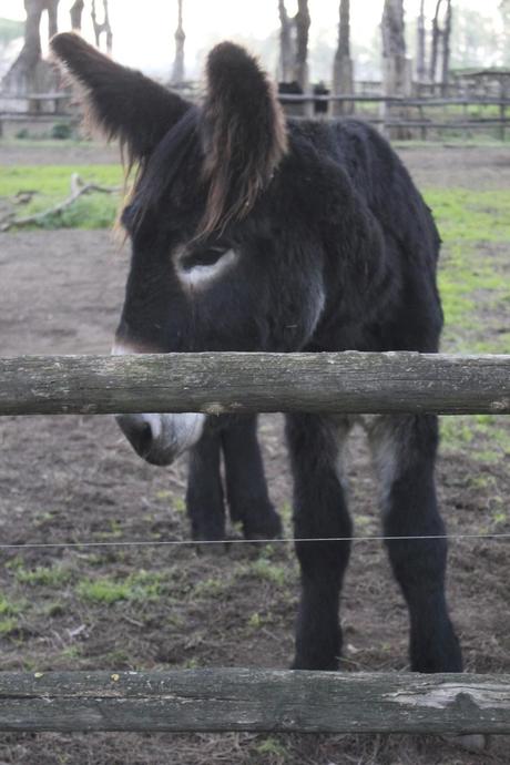 La Fattoria Degli Animali