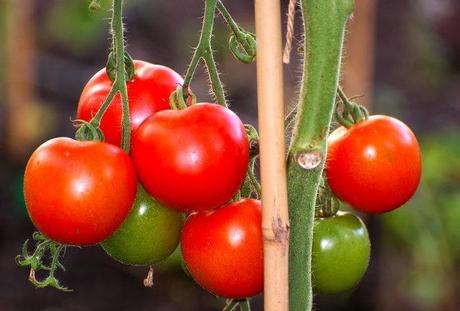 5 cibi velenosi che amiamo mangiare spesso