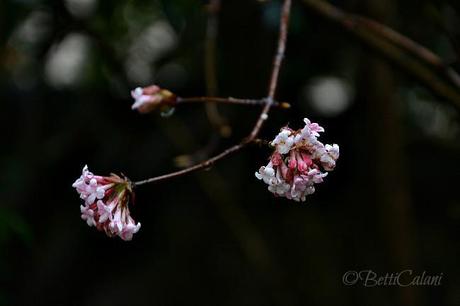 20140204 viburnum_bodnantense_DSC_0047