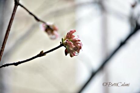 20140204_viburno bodnantense-DSC_0053