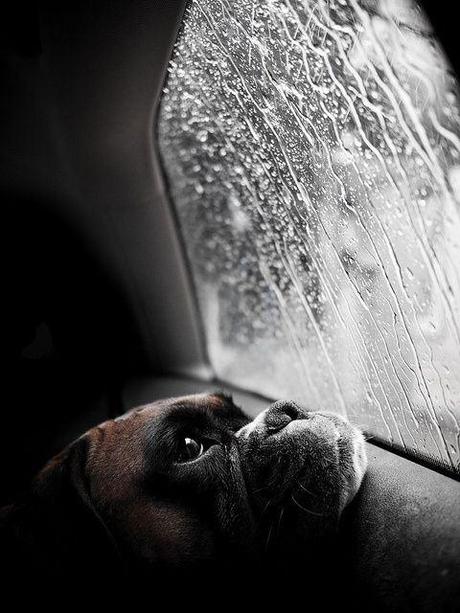 rainy-pug