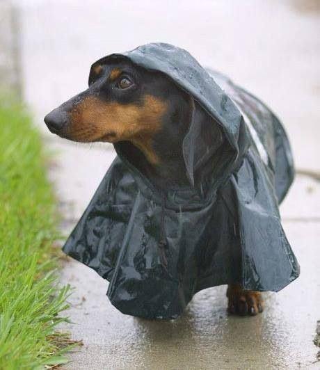 rainy-hound