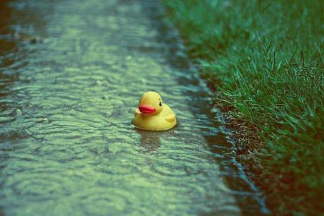 duck-in-the-rain