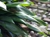 Piante cortile