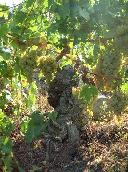 vigne di rossese bianco