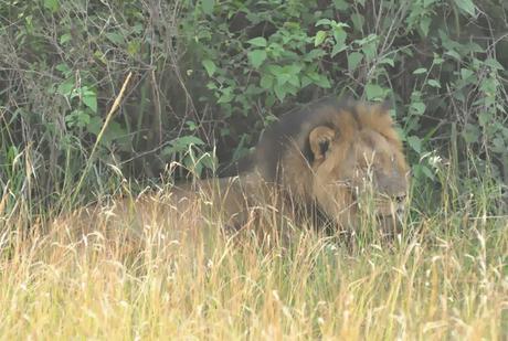 IL MOMENTO PIU' ANIMALE