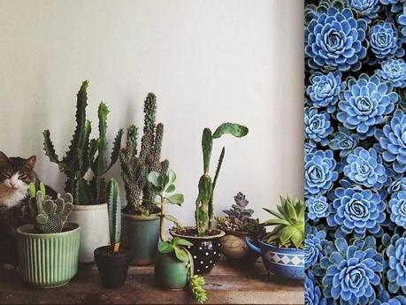 succulents