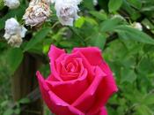 rose… sfioriranno