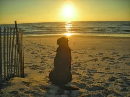 Leggendo....qua e là!