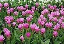 Curcuma