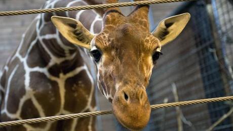 La giraffa Marius giustiziata davanti ai bambini