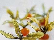 Alchechengi alle glasse cioccolato bianco.