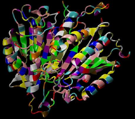 La caspasi-7 in tutto il suo splendore (1F1J.pdb)