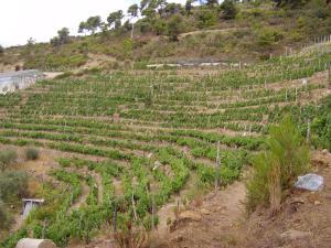 vigneti dell'azienda