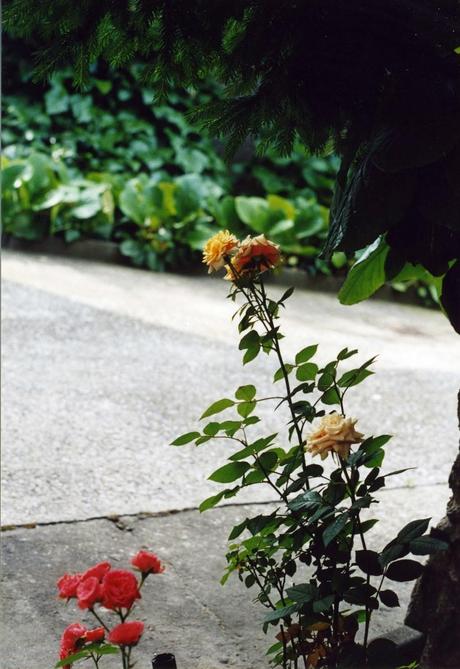 Il giardino di mia madre e Stella Polare: Claudio Sottocornola alla Biblioteca Caversazzi