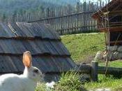 NEWS. DOLOMITI.IT: Pasqua camper nelle Dolomiti Plan Corones all’Alpe Siusi. Convenienza genitori speciale caccia “alla ricerca nido Pasqua” piccoli.