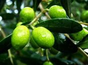 Olio d’oliva, brevetto Unical sulla qualità