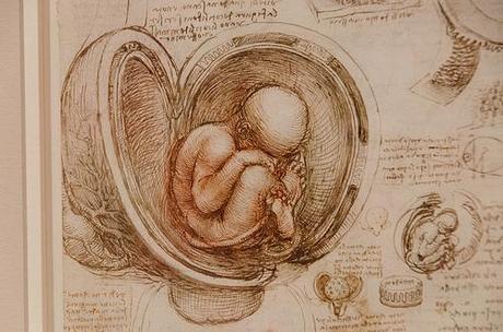 Leonardo da Vinci’s Embryological Drawings of the Fetus