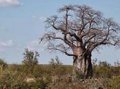 Sapore Baobab