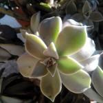 IMG 20140207 153856 150x150 Wiko Darkfull Hell: La Recensione Del Francesino recensioni  wiko Smartphone recensione MediaTek dual sim darkfull hell 