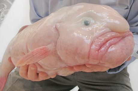 animali strani: blobfish