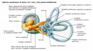 labirinto_membranoso