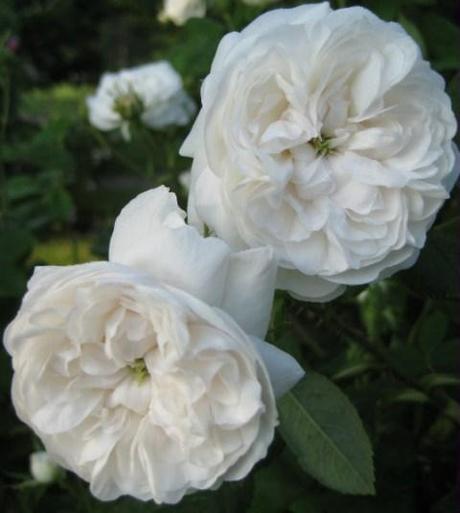 Rosa_centifolia_Blanchefleur_lb