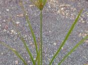 quadrello (Cyperus esculentus