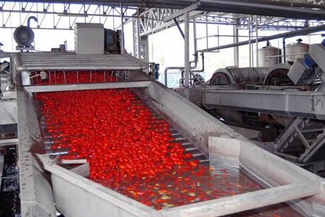 pomodoro industriale