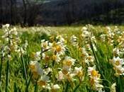 specie Narciso presenti Italia. fiore annuncia Primavera