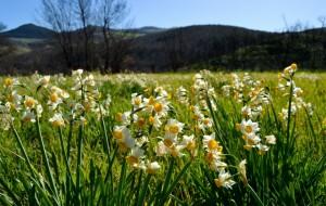 Narciso nostrano Narcissus tazetta subsp. tazetta, valle del Trigno