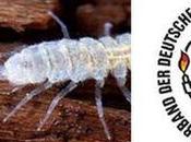 Troglobio dell’anno 2014