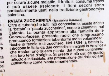 A un giovane di Lecce conviene lavorare un mese per coltivare un ettaro di patata dolce o  batata (Ipomoea batatas L.) a Frigole?