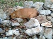 Siracusa: cinque cani avvelenati contrada Cavasecca, trovate vaschette liquido letale