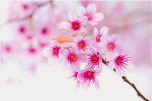 L'immagine rappresenta un ramo di ciliegio in fiore.