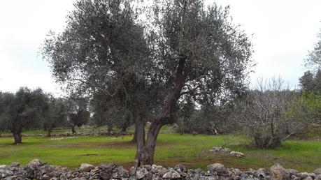 La Terra che mi ospita