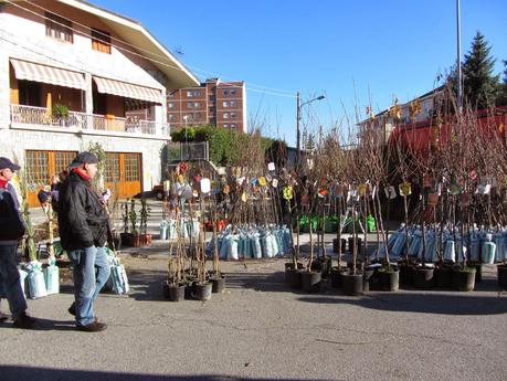 Alla fiera di Santa Caterina 2013