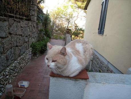 FESTA DEL GATTO - FESTA DI PALLINA!